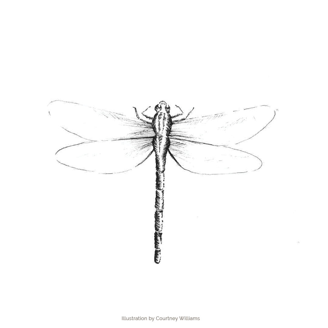 Dragonfly charm